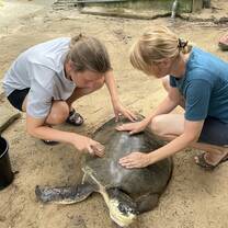 cleaning the turtle