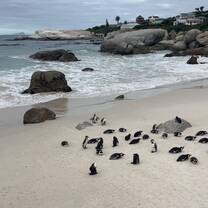 Penguins 