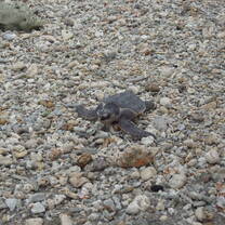 She’s Sylvia, one of the turtles we released last Friday. Good Luck Sylvia!!