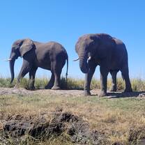 Chobe Safari 