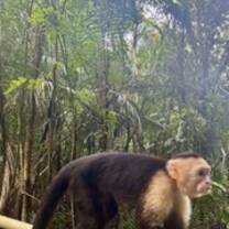 The monkeys got super close to us in Corcovado National Park
