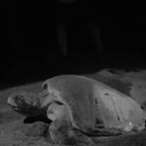 We got to observe a turtle arrival.