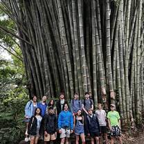 Bamboo Forest