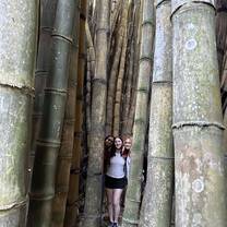 In a bamboo forest