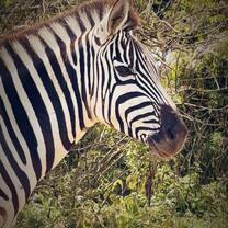 Zebras in our campsite!