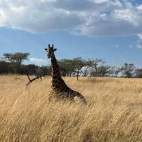 Giraffe