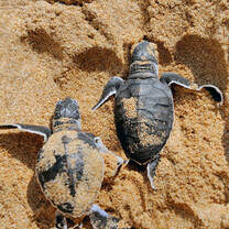 Baby turtles