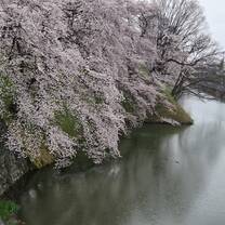 Sakura season