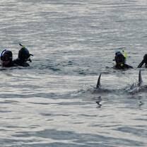 Swimming with Dolphins
