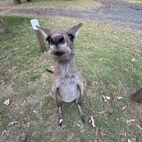 Francis, the domesticated kangaroo of Carnarvon Gorge!