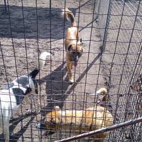 More dogs at the shelter that I walked and helped care for..