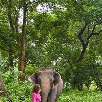 An unforgettable walk through the jungle with an elephant