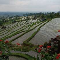 Rice Terrace