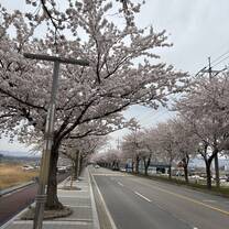 Cherry Blossoms near Yangyang Beach