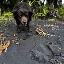 Stray dog at Playa Negra