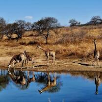 Giraffe