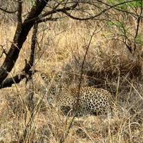 Leopard