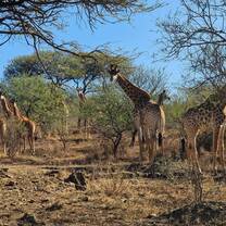 Giraffe