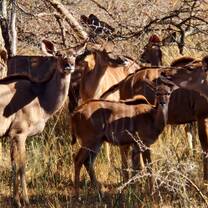 Kudu