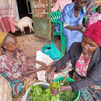 Preparing lunch - trimming greens and shelling peanuts