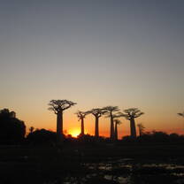 Sunset at the Avenue of Baobabs! 