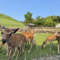 Nara deers