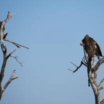 Vultures 