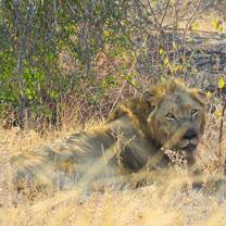Male lion