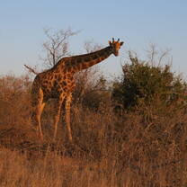 Giraffe at sunset time