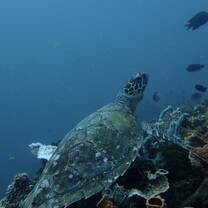 Turtle 