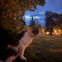 The cat I ran into on my run