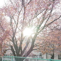 Seeing sakura for the first time