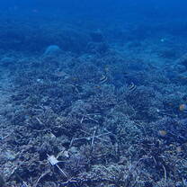 Project Laut Restoration Site