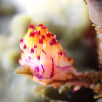 Nudibranch, Mangrove Point