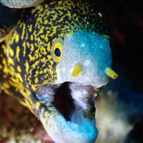 Snowflake Moray, Toyapakeh
