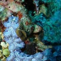 Blue Dragon Nudibranch, Batumulapan