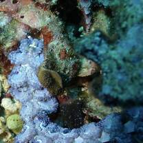 Blue Dragon Nudibranch, Batumulapan