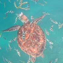 Turtle 