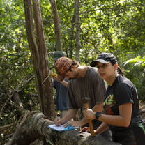 tree inventory