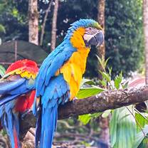 Beautiful birds 