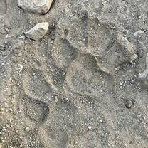 Hyena footprints
