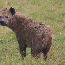 Hyena in Ngorongoro Crater