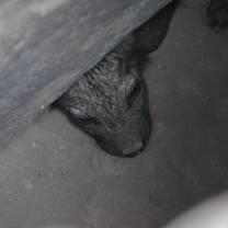 Cute hyena cub