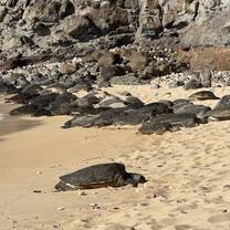 The turtles we saw beach!!