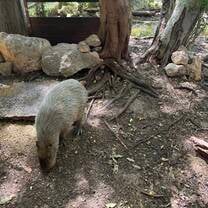 Capybara