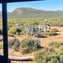 Zebra on Safari in the Garden Route