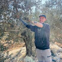 Picking Olives 