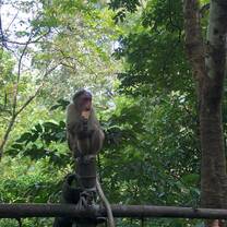 Monkey
