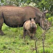 Safari