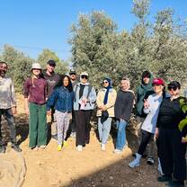 Picking olives 